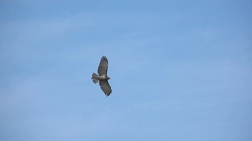 Happy #WorldWildlifeDay! Our Avian Protection program helps us ensure the safety of Arizona wildlife. We rely on a variety of protective devices such as insulations, protective coatings and line markers on our electrical system. Partnerships with local rehabilitation centers like Liberty Wildlife provide support by relocating nests and injured birds found near power lines. | Arizona Public Service - APS | Facebook