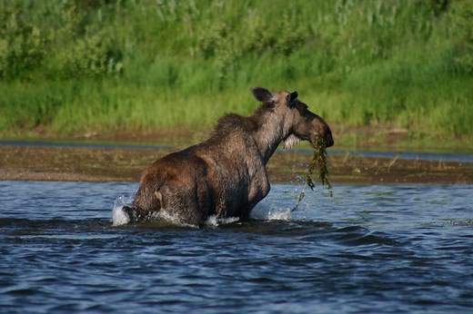 The Nushagak River - Alaska Kingfishers is awesome, Book Now