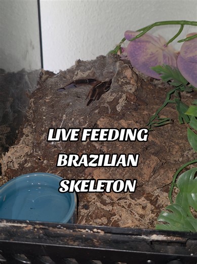LIVE FEEDING: I always thought it was cool that some tarantulas have iridescent tips on their legs. You can see it pretty well here. This is Ephebopus Murinus. Commonly known as the Brazilian Skeleton Tarantula #petsoftiktok #livefeeding #exoticpets #tarantula #tarantulasoftiktok