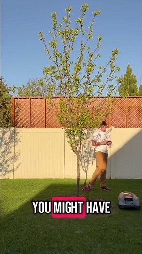 Smart lawn mower Sunseeker X3 Plus review