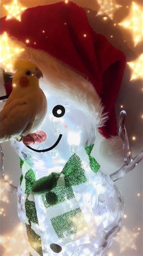 Tweety wants to let it snow! 7 days till Christmas. 🎄 #christmas #birds #letitsnow