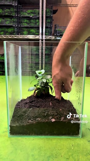 Springtails: The Custodial Critters for Your Terrarium