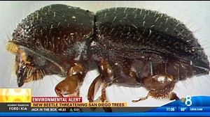 New beetle threatening San Diego trees