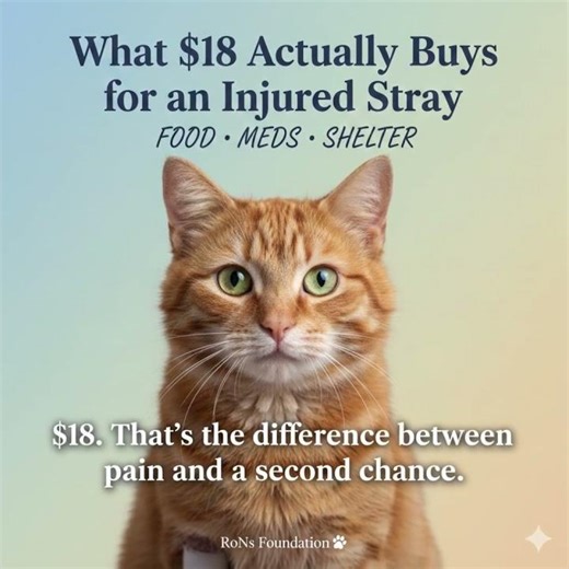 What $18 Actually Buys for an Injured Stray #donation #adoptstrays #animal #animals #clipchamp #free