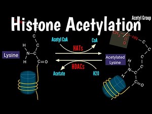 Histone Acetylation | Histone Deacetylation | Chromatin & Histone Modification |