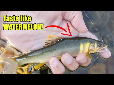 Japanese Fish That Taste Like WATERMELON | Fishing in Japan's CLEANEST River