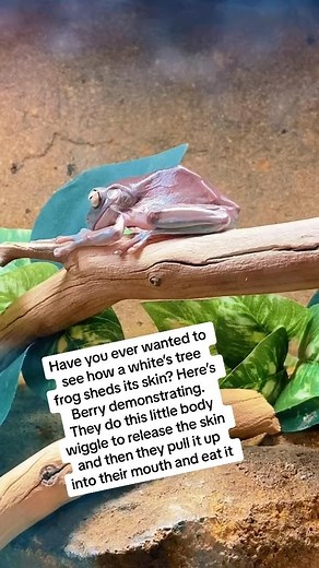 7.9K views · 284 reactions | It may look weird, especially given the derpy nature of frogs, but it’s really cool to observe! #frog #frogs #whitestreefrog #pets #frogstagram #animals | Jessica's Animal Friends | Facebook