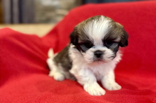 Michael - Lhasa Apso Puppy 704051