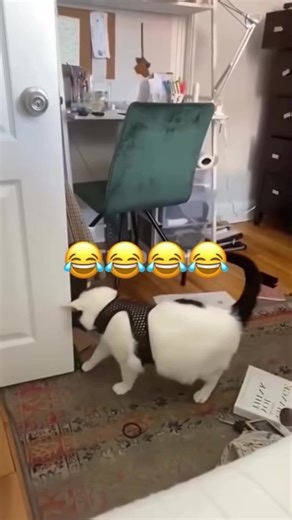 Talking Dog and Cat Showcase Hilarious Moments