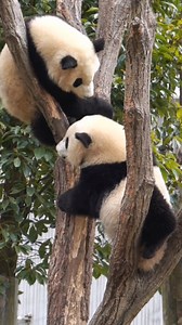 1.7K views · 222 reactions | Angry giant #panda cubs fight each other | China News 中国新闻网 | Facebook