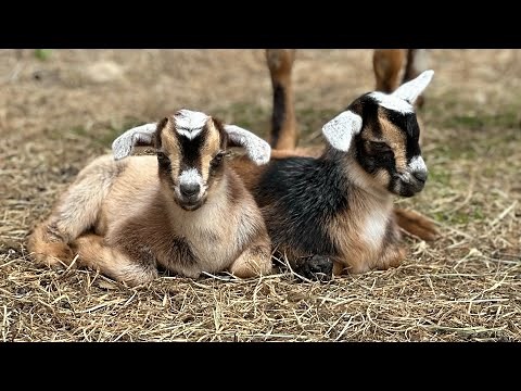 Baby goats play in big pasture for the first time!!