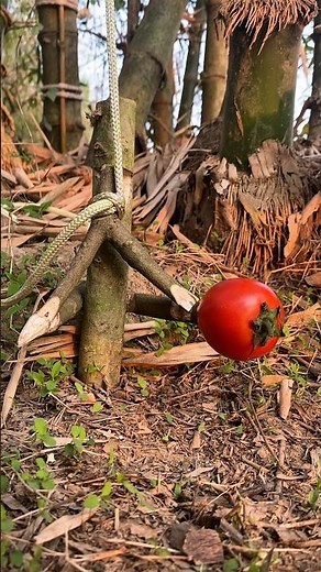 DIY Trap creative: How to create survival trap in the jungle #trap #survivalskills #bushcraft