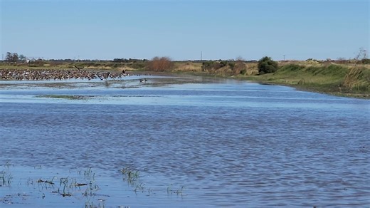 47K views · 210 reactions | Self-Guided blinds with quite few geese showing up on it | Arkansas County Duck Guide Service | Facebook