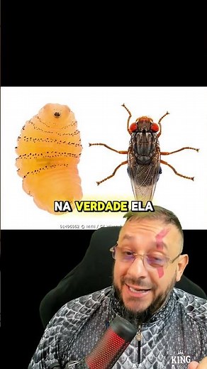 Drinking fly, Dermatobia hominis