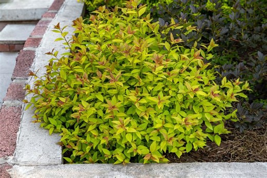 10 shrubs that add seasonal color to your garden