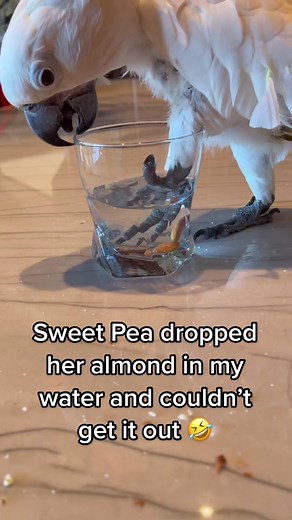 Parrot Washing Her Food | Funny Cockatoo Video