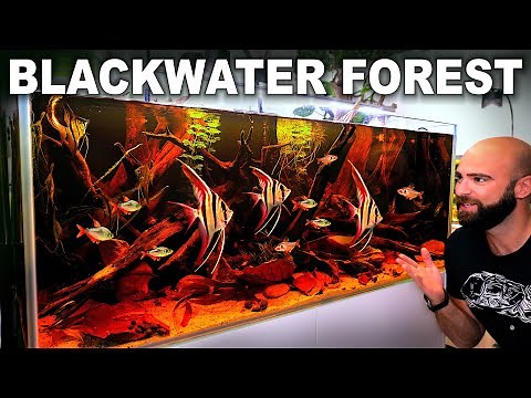 Blackwater Forest: EPIC Natural Habitat Style Aquarium (Aquascape Tutorial)