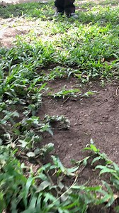 unli puff😂😂 | Rio Lucas Ravago