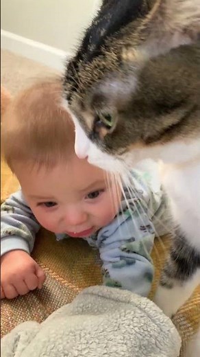 Sweet Cat Cuddles With Cute Baby 😍