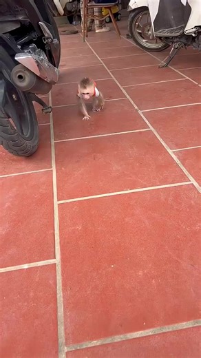 ‏#monkeylover #monkeytrend