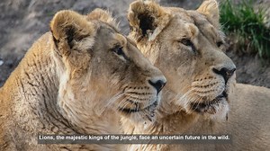 10 Crucial Lion Conservation Efforts by Zoos