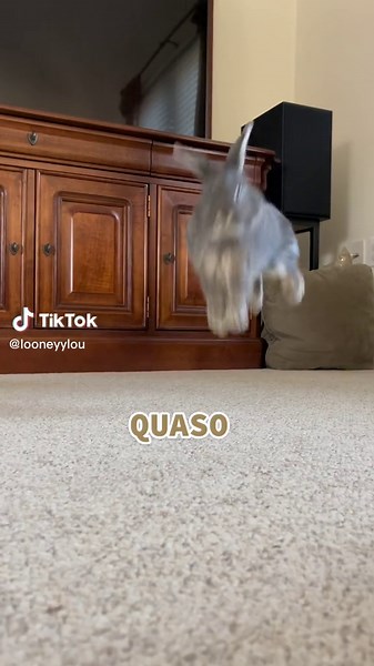 Funny Bunny Croissant Adventures 🐰🥐