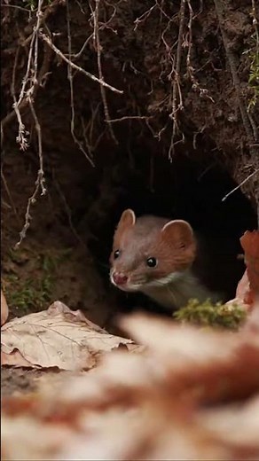 Hidden Lives Revealed Discover the Secret World of Japan's Elusive Weasels 🐾