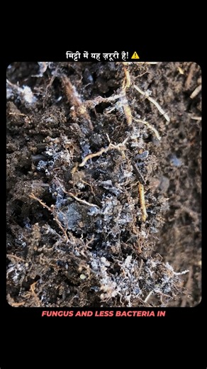 Theagritalkshow on Instagram: "Soil Food Web Explained | मिट्टी की असली ताकत समझिए soil food web explained, soil food web india, soil biology farming, healthy soil management, living soil agriculture, microbes in soil, soil health for crops, regenerative farming soil, organic farming soil science, sustainable agriculture soil #SoilFoodWeb #SoilHealth #LivingSoil #RegenerativeFarming #OrganicFarmingIndia #SustainableFarming #MicrobiologyInSoil #HealthySoilHealthyPlants #AgriTalkIndia #IndianAgric