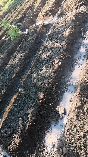 In my happh mega farmer's era 😆😆..alimi ang'onoang'ono mmalawi🇲🇼🇲🇼