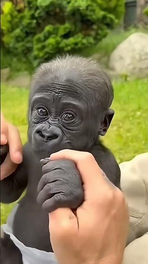 Before & after animal transformation #animaltransformation