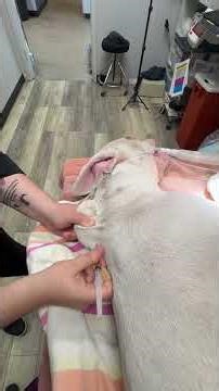 Student Clinical Externship #1: Skill 12: Subcutaneous (SQ) Injection Of A Dog Redo