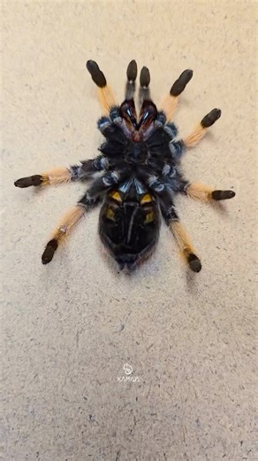 Whoa! 😱 This tarantula is molting its exoskeleton at @territorioxaman! 🕷 This is a time lapse video shot over almost 5 hours. It takes a long time to change into new clothes! TRR is made possible by @palmstreetapp #tarantulamolt #tarantula #spider #arachnid #insect #insectworld #bug #invertebrate #thereptilereport #thereptilereportofficial | The Reptile Report
