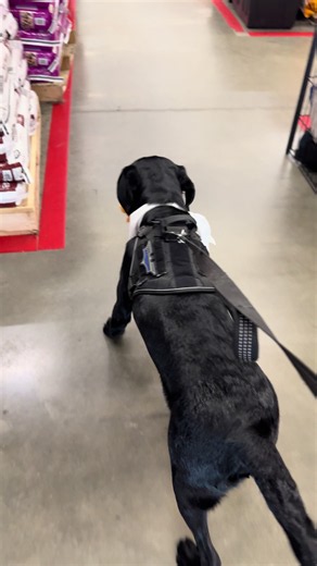 Tractor Supply Pets: What to Buy for Your Labrador Retriever