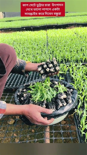 ঘরে বসেই কাপে ভুট্টার চারা 🌽 নতুনদের জন্য পারফেক্ট আইডিয়া