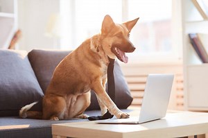 Do You Live In A Dog Run House? Training Do’s And Don’ts For Pet Parents With A Dog That Rules The Home - Ultimate Pet Nutrition