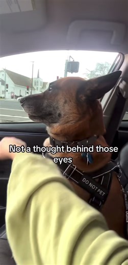 Drama dogs #fyp #dog #dramatic