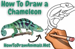 How To Draw a Chameleon - EASY Drawing Tutorial!