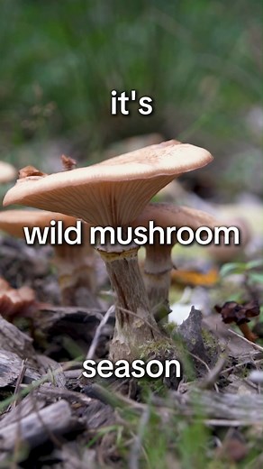 Attention, everyone!  Official mushroom hunting season is open! ...