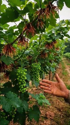 Have You Ever Seen Grapevines Growing Roots Like This? #farminglife #farming #harvesting