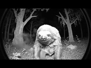 🌳 Sloth's Cheeky Salute in Haunting Forest Footage 🌙