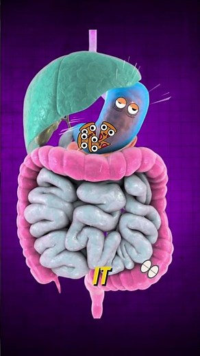 Why You Poop Right After Eating 😅 (The Gastrocolic Reflex Explained)