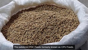 Production of Feeds for Philippine Native Chicken | Philippine Native Chicken