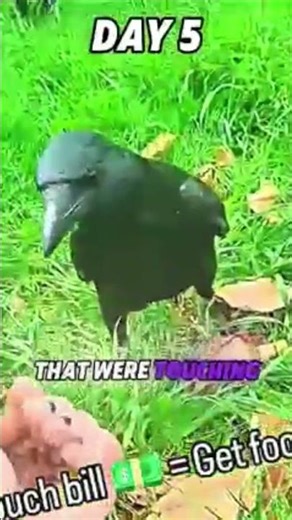 This Man Turned Crows Into His Employees 🤯
