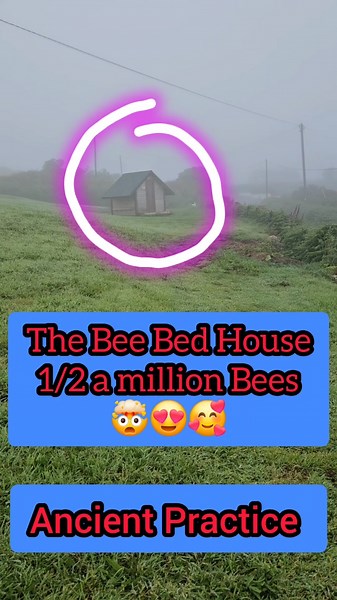 This is the actual sound of lying on the bee beds!! Immerse yourself in the serene experience of bee beds, where the gentle hum of bees creates a healing environment. Discover how the smell, sound, microvibrations, and energy of these incredible creatures can soothe your mind and body, fostering a deep connection with nature. . . . . . #BeeBeds #HealingSound #MicroVibrations #NatureConnection #MindAndBody #EnergyHealing #BeeMagic #NaturalWellness #SoundTherapy #HealingVibrations #MindBodyConnect