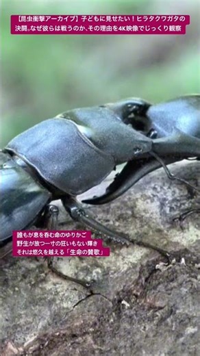 【昆虫衝撃アーカイブ】子どもに見せたい！ヒラタクワガタの決闘。なぜ彼らは戦うのか、その理由を4K映像でじっくり観察 #ヒラタクワガタ #自由研究 #昆虫図鑑 #昆虫観察 #insects