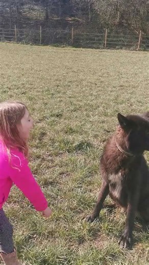 Watch this little girl win over a wolfdog with treats