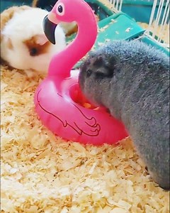 20K views · 1.3K reactions | When Booboo Babby Bear gets booped!  ⁣ ⁣ Obviously, Booboo Babby Bear does have a birthday (probably?) but we don't know when. He might be a strange pseudo-jelly baby, but that doesn't make us (or his mama Jennifuzz) love him any less!  | Fuzzberta & Friends | Facebook