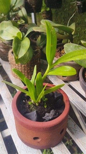 "Simple steps for potting dendrobium orchids in a clay pot" 🌸🌿 #reelsfyp #tips #plantingorchids #tanamanhias #gardening #potgerabah | Susi Ariani