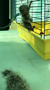 82K views · 1.1K reactions | Marmoset monkey #baby #marmoset #fyp #monkey #pet #animals | Entertainment | Facebook