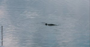 A common loon swimming and diving for fish in a serene lake